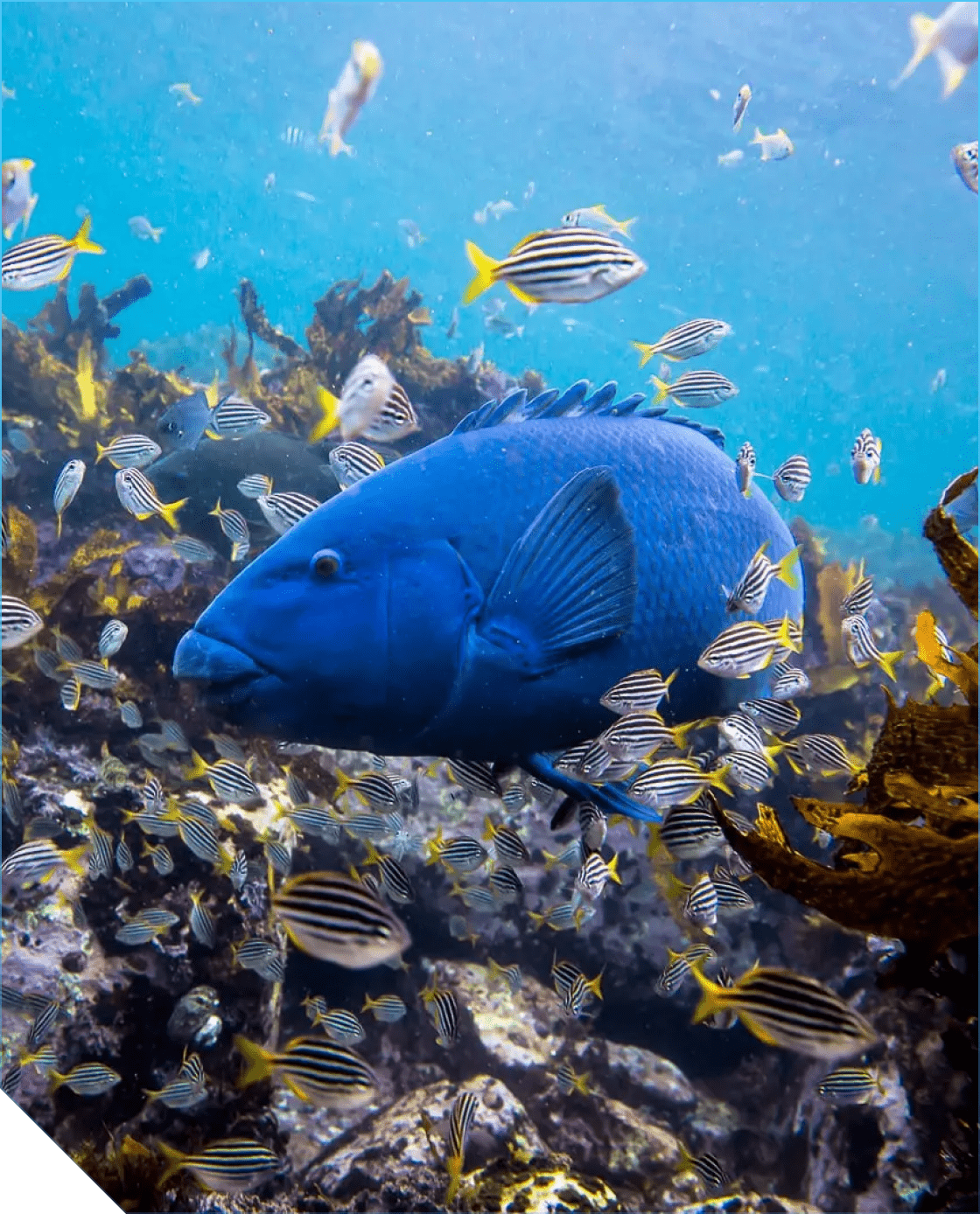 NSW Artifical reef